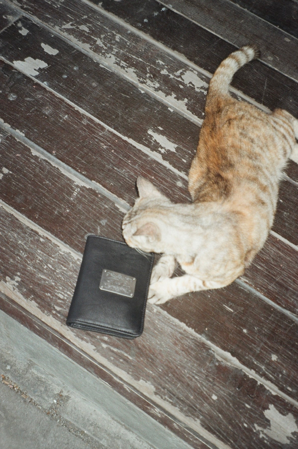 Ginger tabby cat sniffing the black Shalom passport case by Violeta on weathered timber floorboards